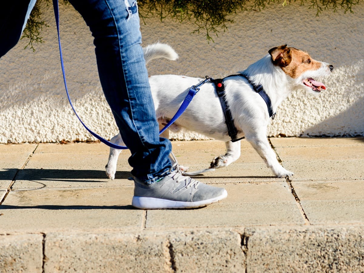 Dog Walking Safety Tips | Spot®