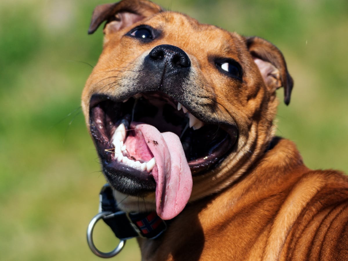 Excessive Panting In Dogs: What To Do | Spot®