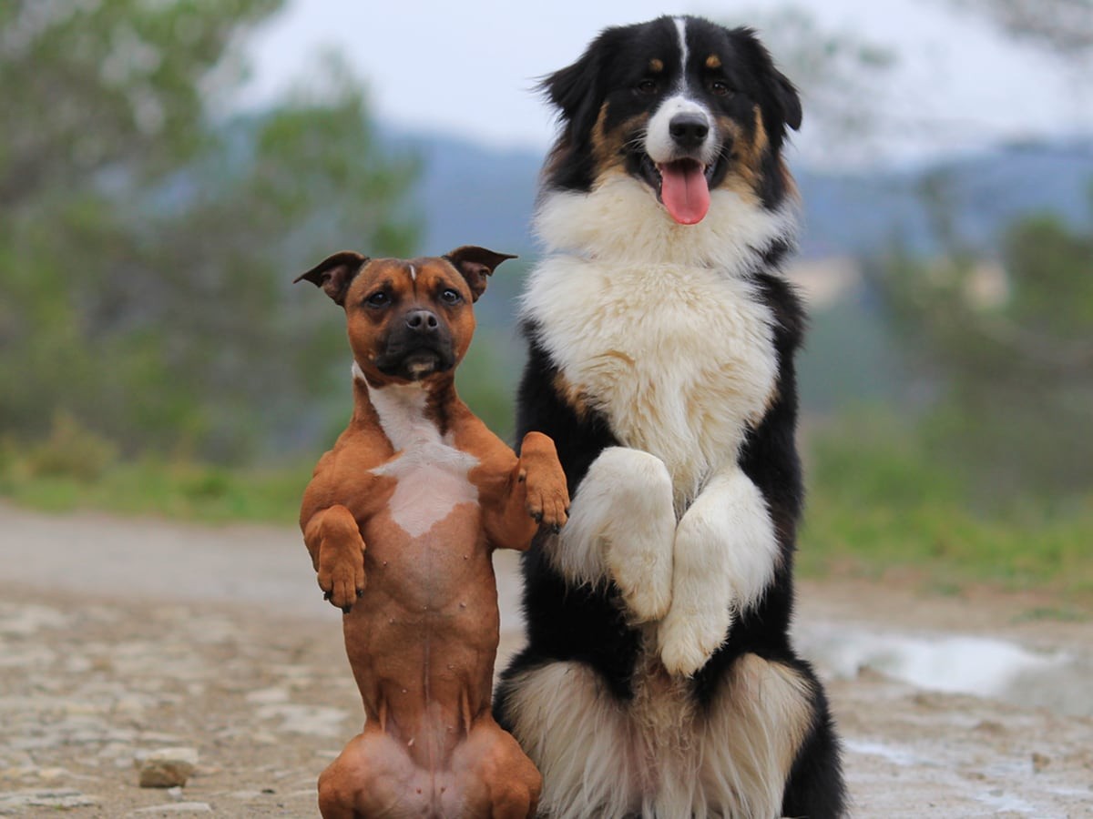 Fun Tricks to Teach Your Dog with The Super Collies Spot®