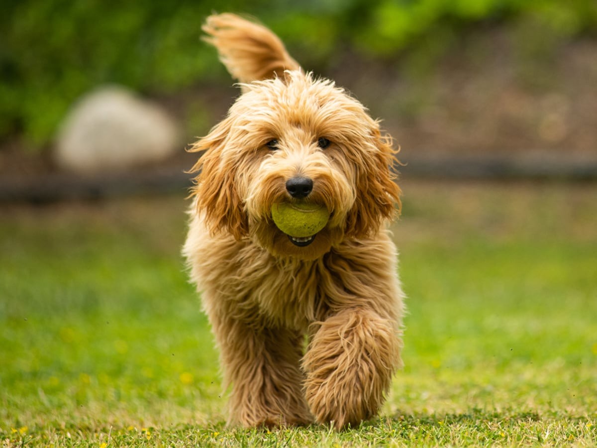 https://images.ctfassets.net/m5ehn3s5t7ec/wp-image-197552/6fc9f84d5039e7eda7ed619a56452dde/Goldendoodle-Dog-Breed-Information.jpg