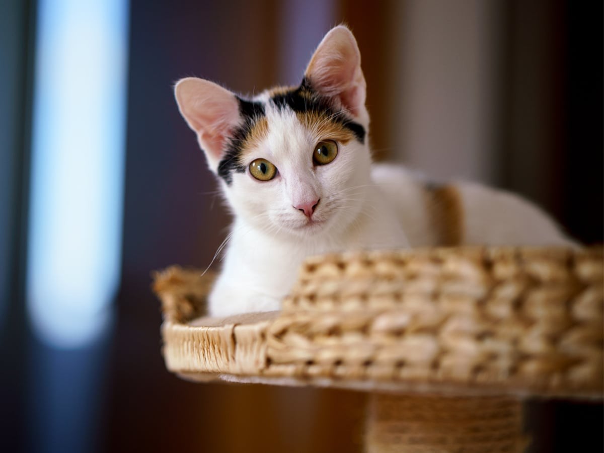 8 House Cat Breeds You Should Consider Spot