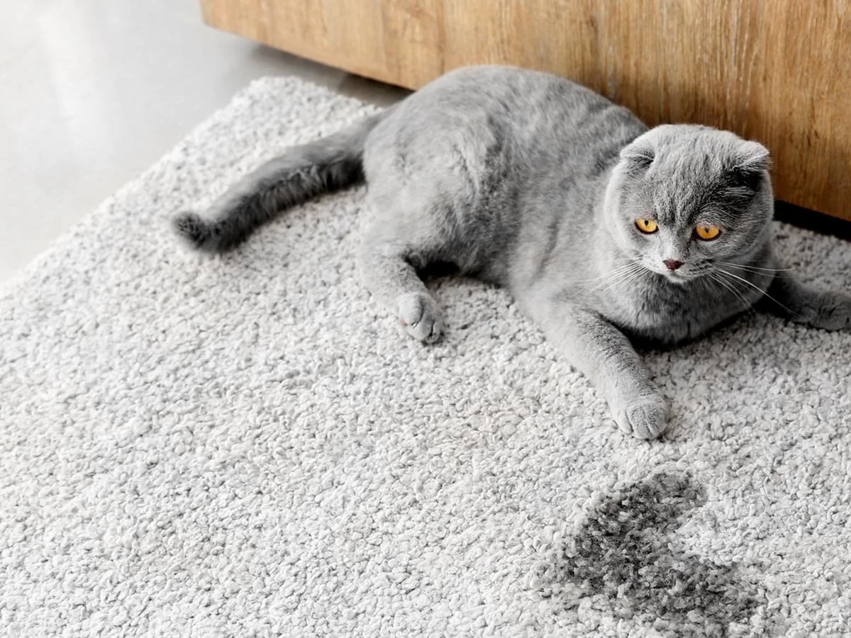 How to Discipline a Cat Spot®