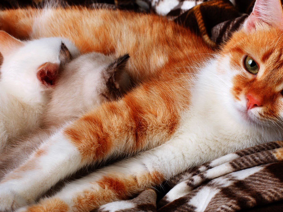 How Long Is a Cat Pregnant? Spot Canada