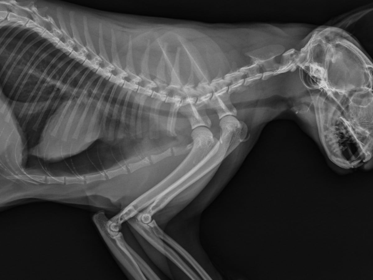 sacral vertebrae cat