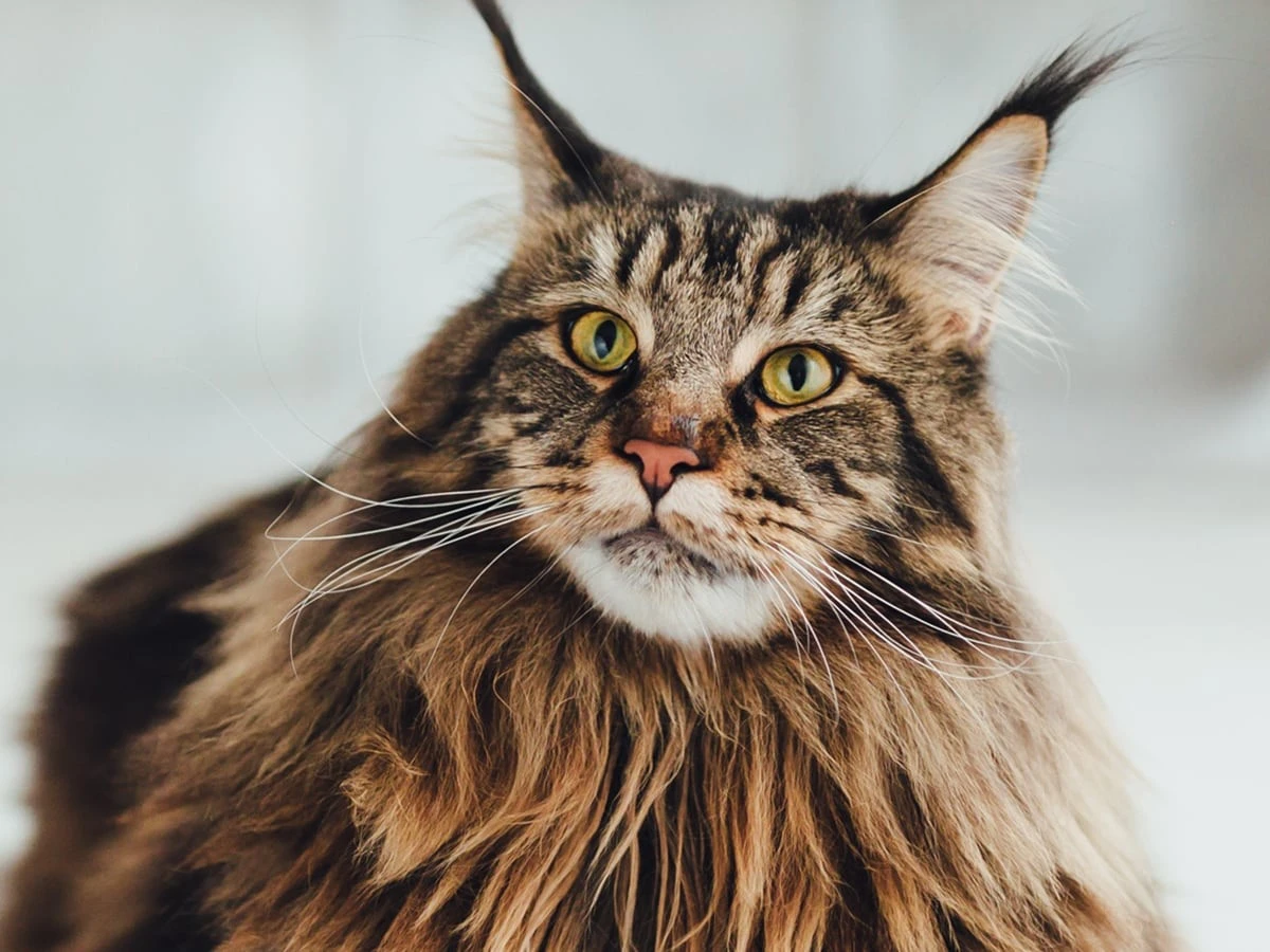 Cost of maine coon cat