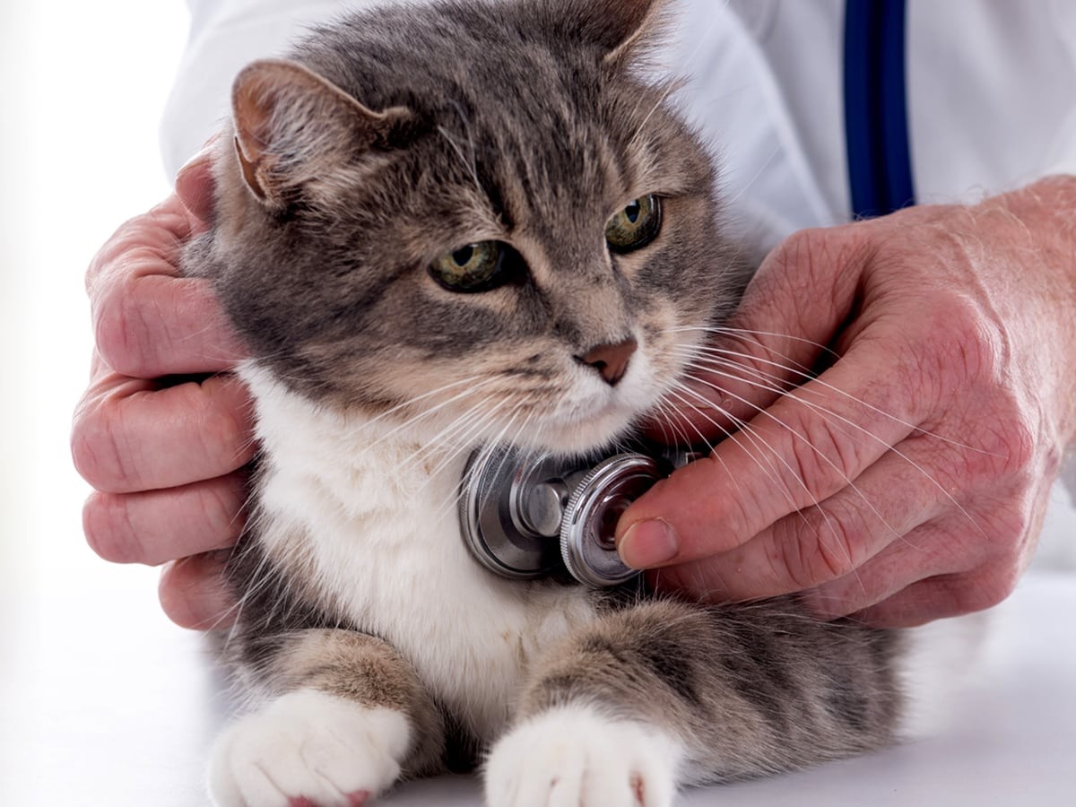 How Much Does It Cost to Take Care of a Cat? Spot®
