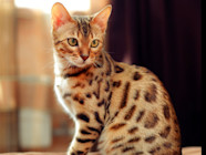 Cheetoh Cat