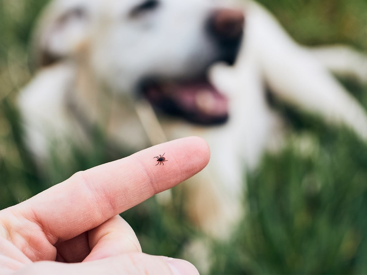 how-to-get-a-tick-off-my-dog-spot