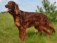 Ultimate List Of Irish Dog Names To Consider Spot 