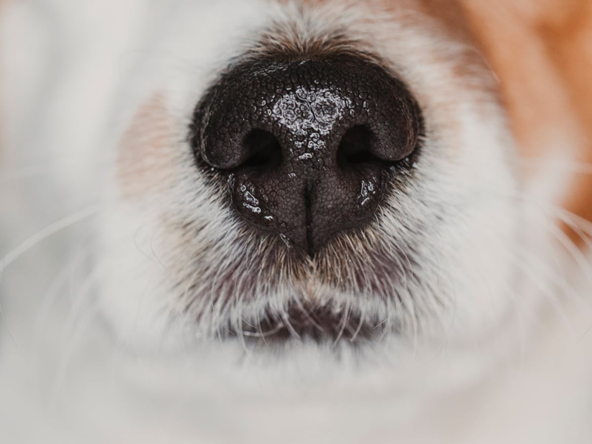 Catnip For Dogs – Safe Or Dangerous? | Spot