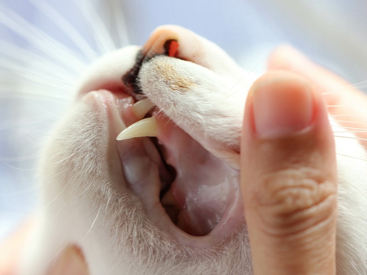 Periodontal Disease in Cats Cat Gum Disease Guide Spot®