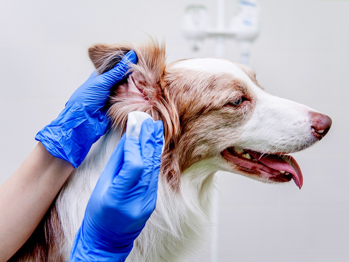 what does ear infection look like in dogs