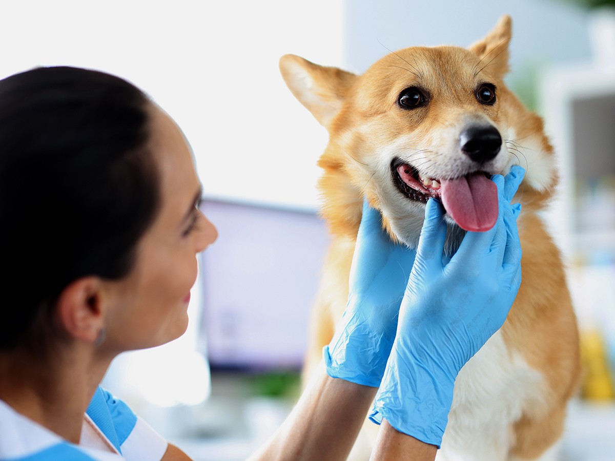 does-pet-insurance-cover-neutering-spot-pet-insurance