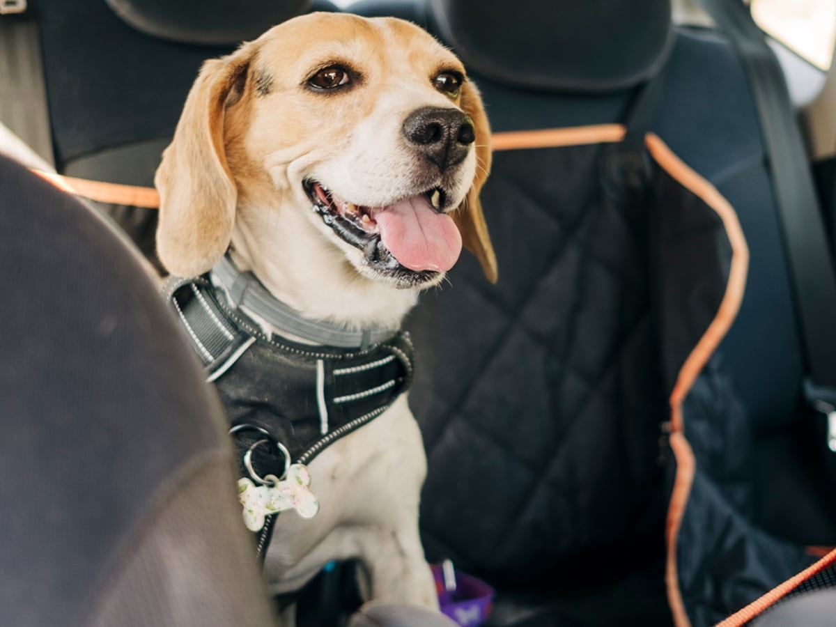 How to Keep Your Dog Safe in the Car Top Tips Spot Canada