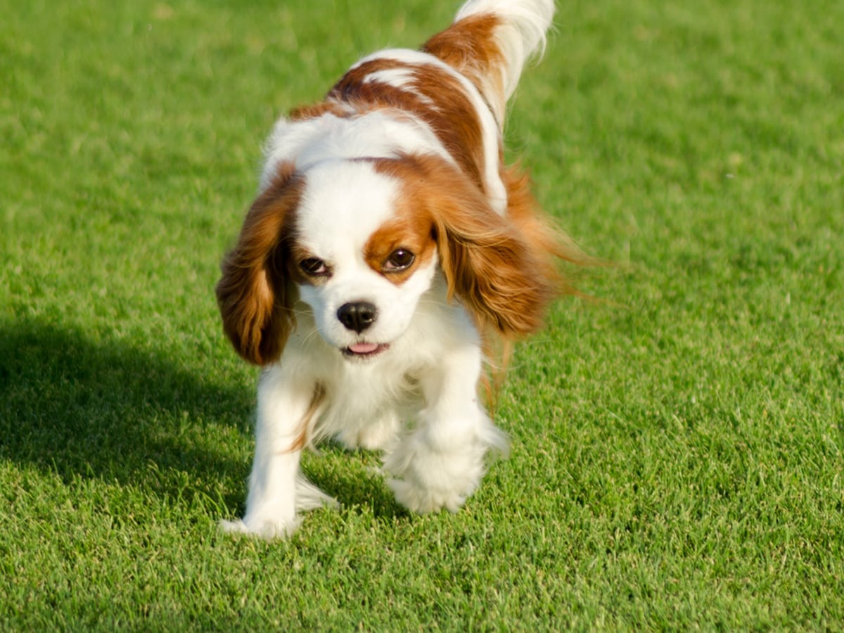 Cavalier King Charles Spaniel Breed Information Guide