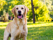 Perro Labrador Retriever Golden Labrador Goldador Dog Breed Info 
