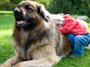 Leonberger Dog Breed Guide Spot Leonberger Dog Breed Guide Spot
