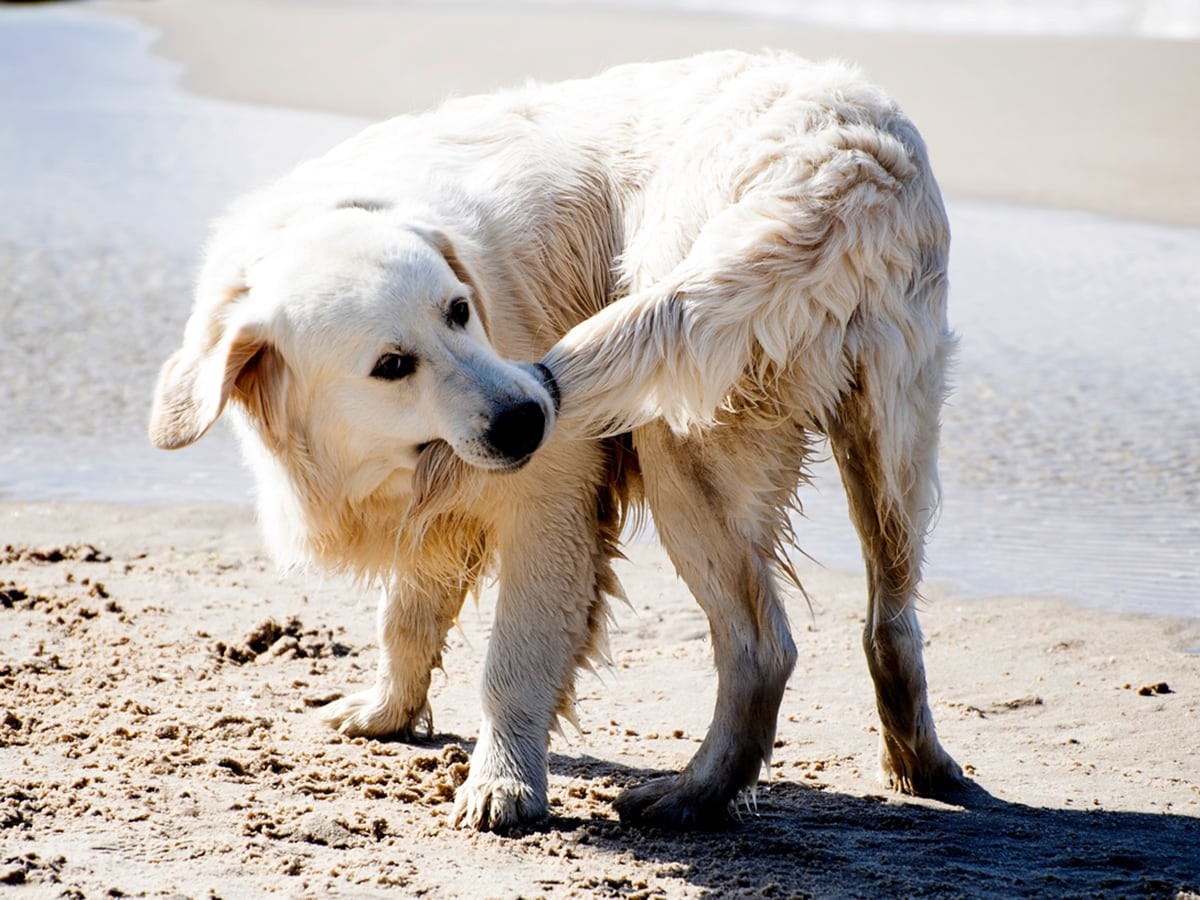 Limber Tail Syndrome Symptoms, Causes, Treatment & Expert Advice Spot®