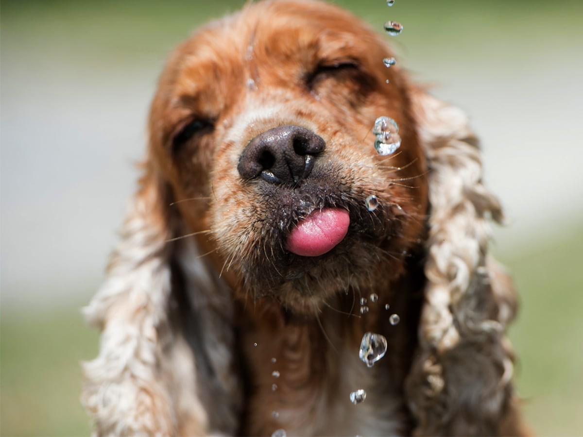 Dog Drank Alcohol? What To Do Now? | Spot