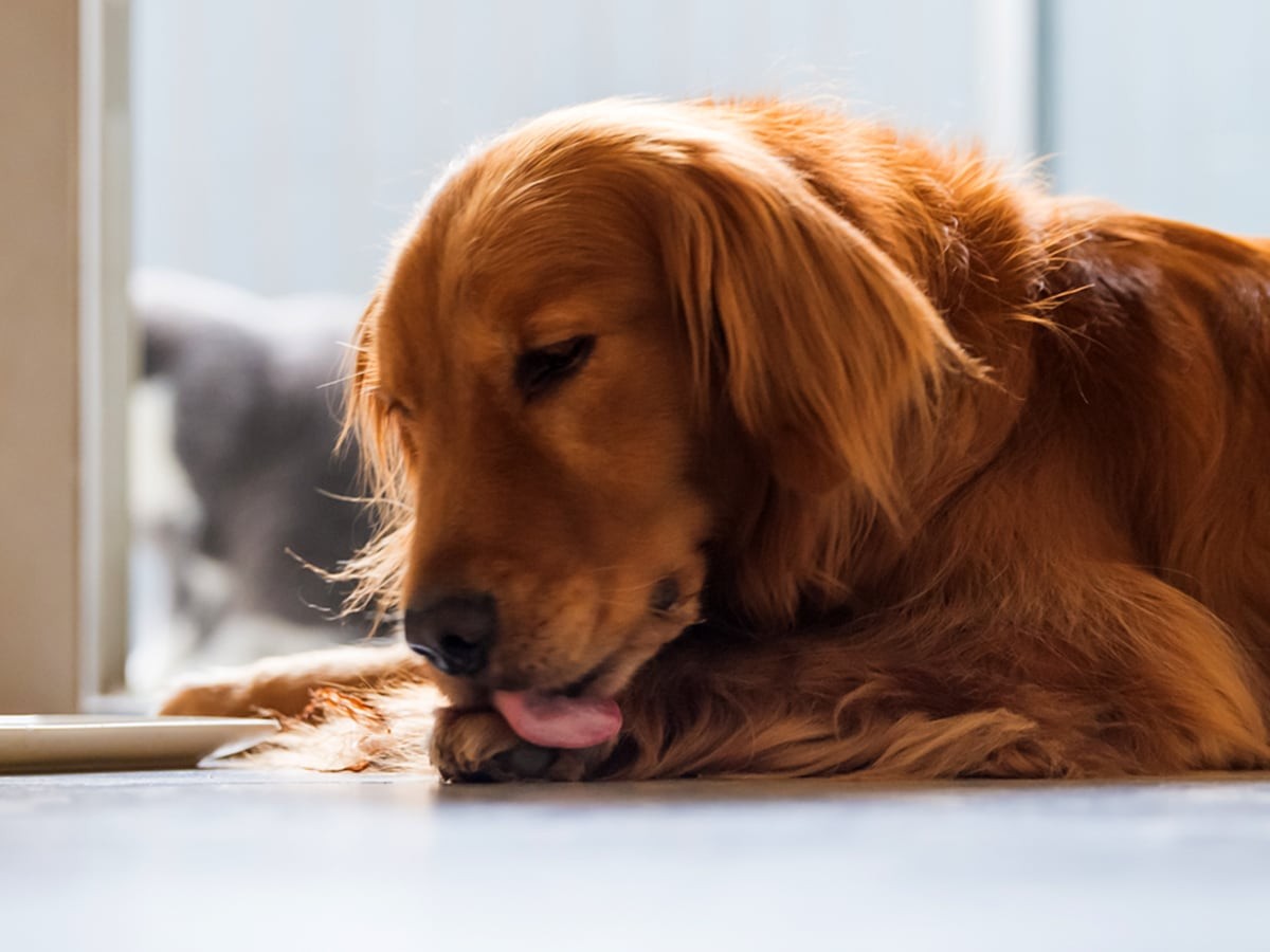 Why does My Dogs Lick His Paws All the Time? Spot Canada