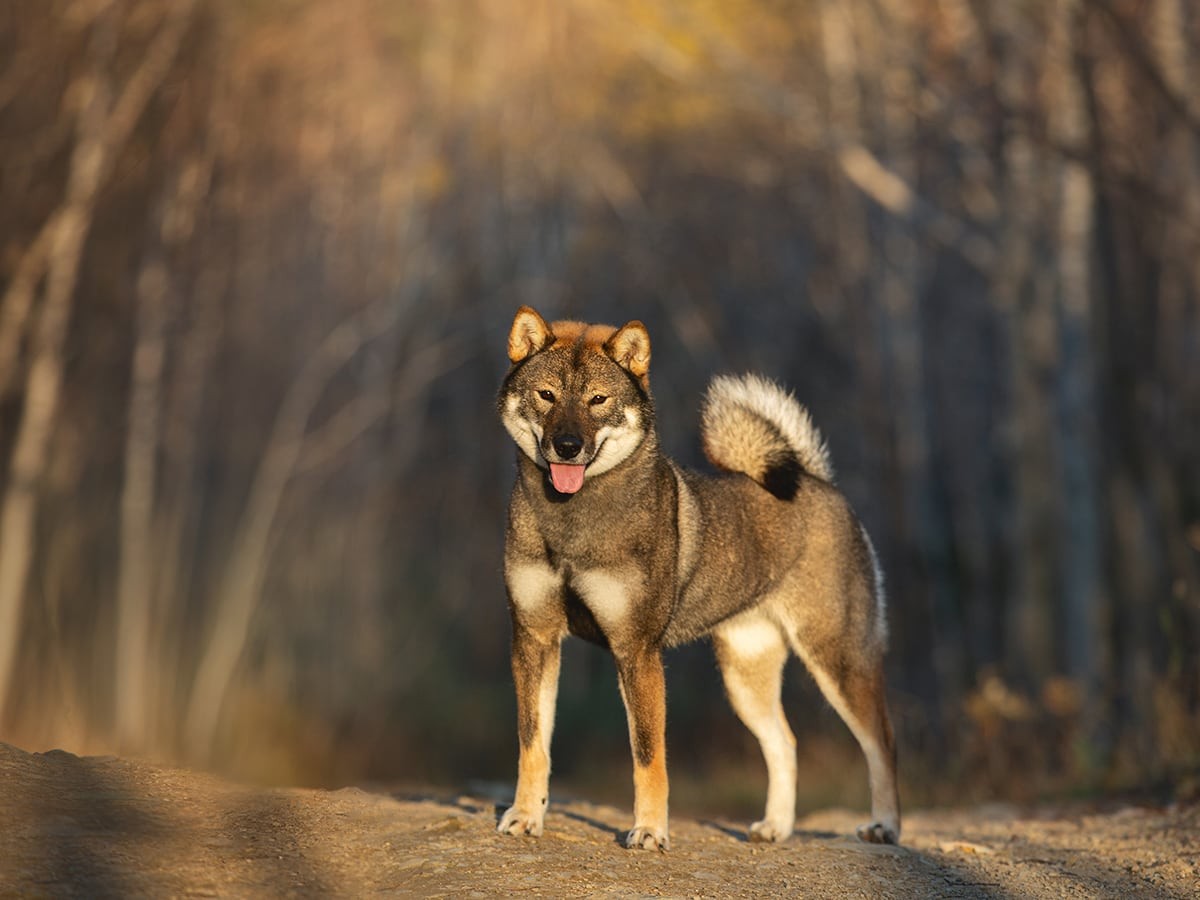 Shikoku - Dog Breed Guide | Spot