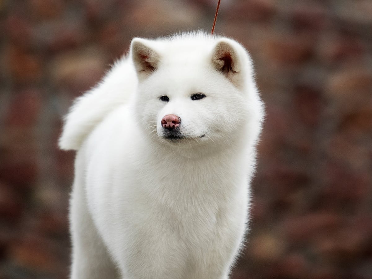 Kishu - Dog Breed Guide | Spot Canada