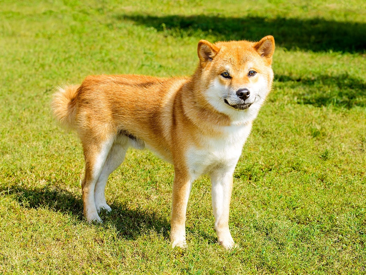 Hokkaido Inu - Dog Breed Guide | Spot®