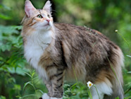 Norwegian Forest Cat Breed Overview Facts And Information VLAICY