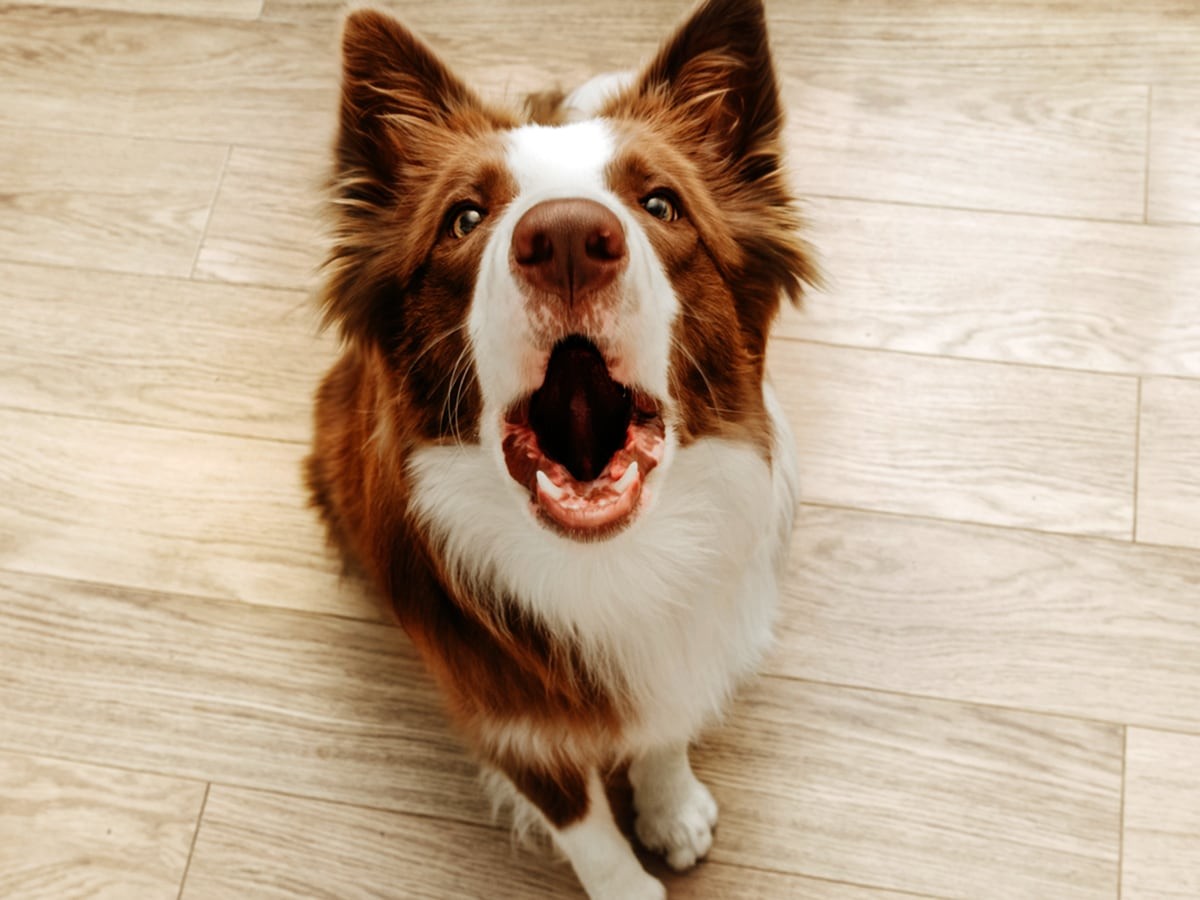 Dog Pancreatitis Signs, Symptoms & Treatment Spot®