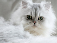 Persian Cat Breed Guide Spot