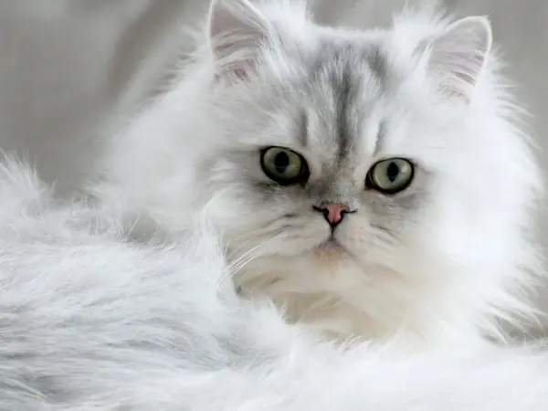 Persian sales cat variety