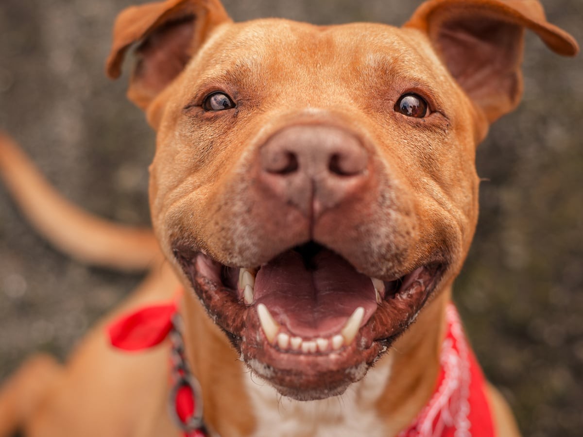 American Pit Bull Terrier Breed Guide & Insurance Coverage
