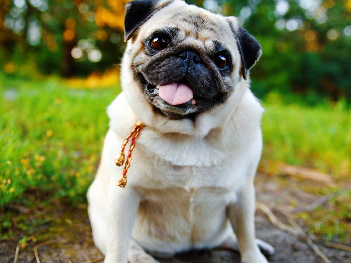 do all pugs have down syndrome