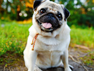 Pug Dog Breed Guide Spot Pet Insurance