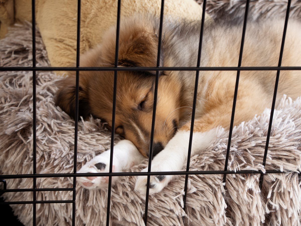 puppy-crate-training-tips-spot-pet-insurance-canada