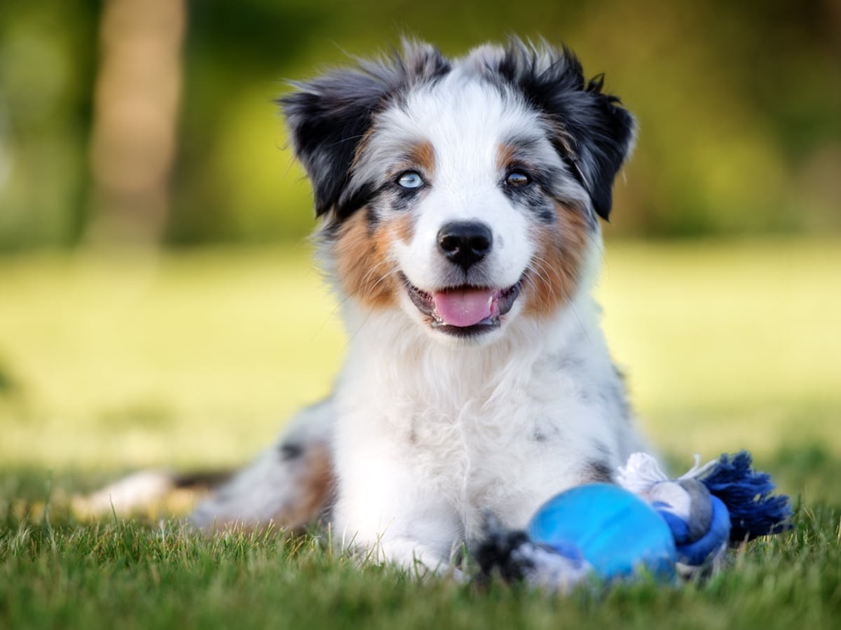 101 of Puppy Parenting - Everything Guide | Spot Pet Insurance