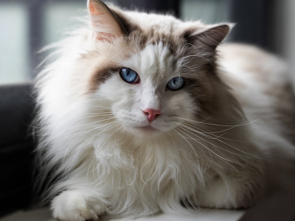 Ragdoll Cat Breed Health and Care