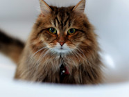 Siberian Cat Cat Breed Guide Spot Siberian Cat Cat Breed Guide Spot