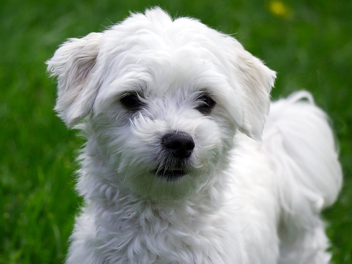 Maltipoo - Dog Breed Guide | Spot Pet Insurance