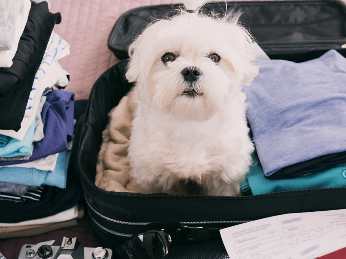Traveling With A Pet - Tips & Tricks | Spot®