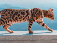 Very Rare Cat Breeds The Hidden Gems Of The Feline World Animalyour