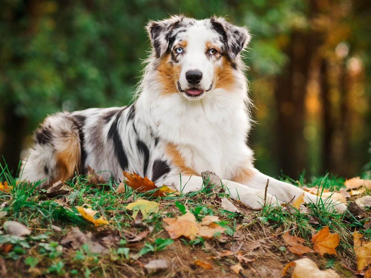 Top 10 Smartest Dog | Pet Insurance