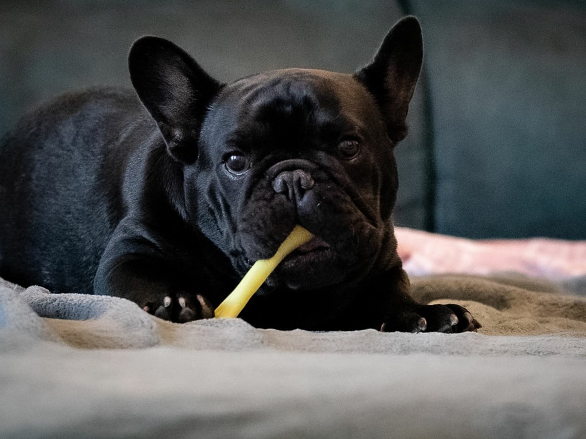 Dog Breeds Best For Me Spot®