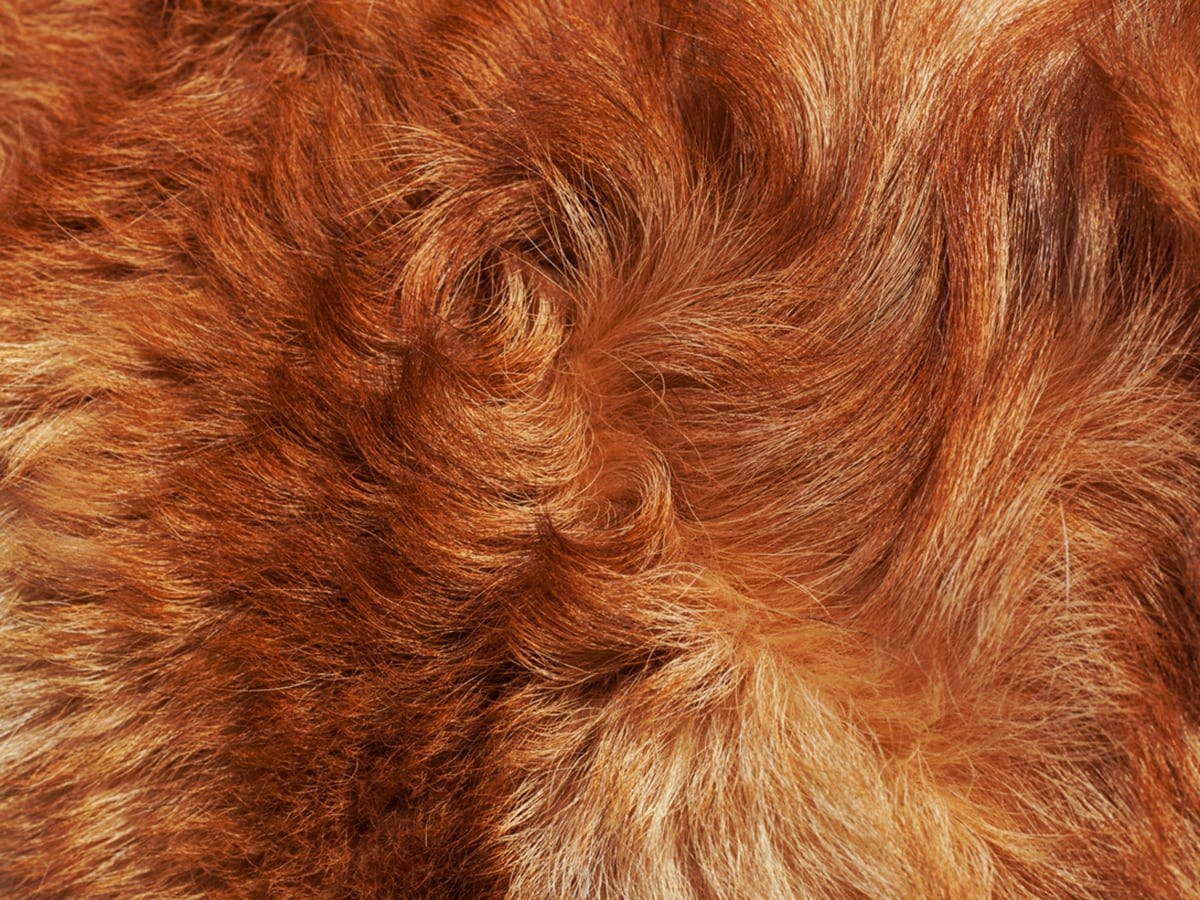 Why Is My Dog’s Fur Changing Colors? Spot Pet Insurance