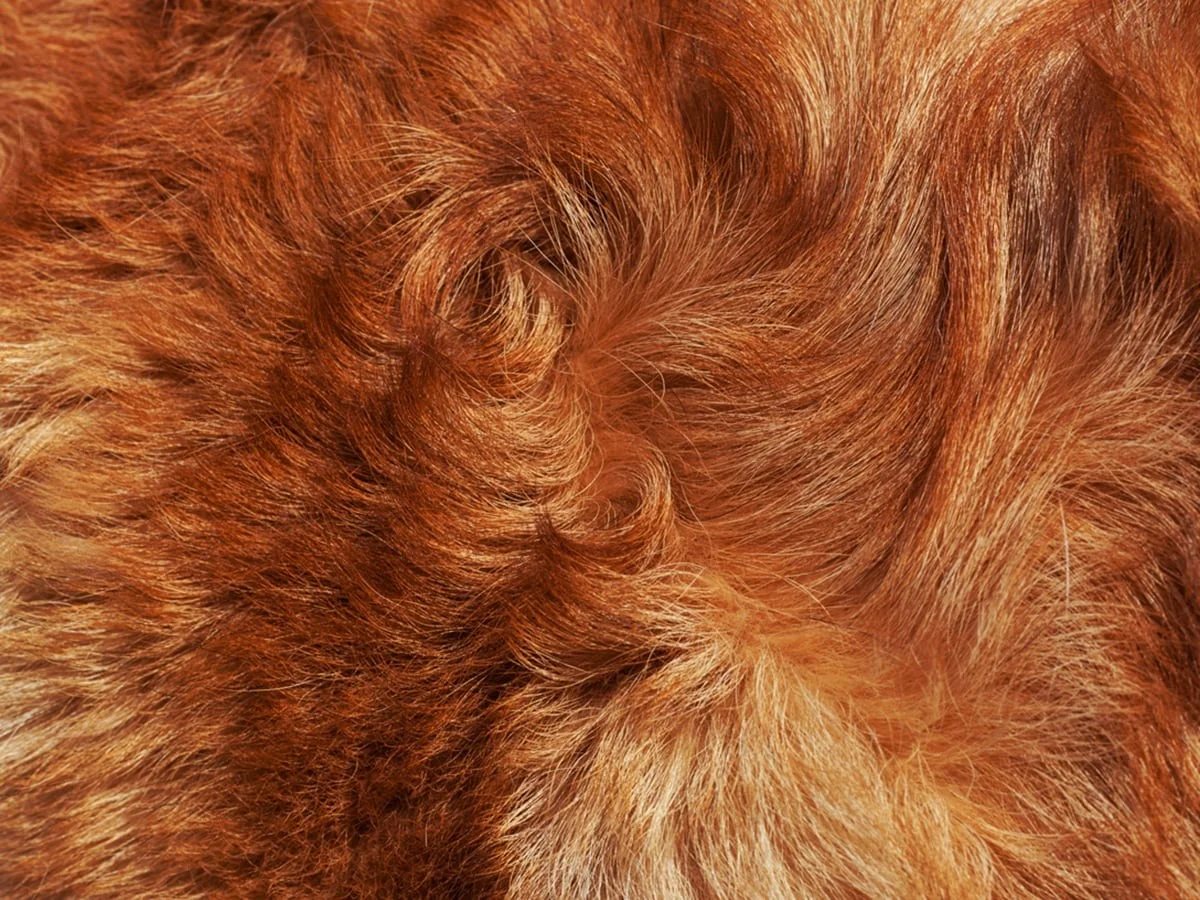 Why Is My Dog's Fur Changing Colors? Expert Opinion