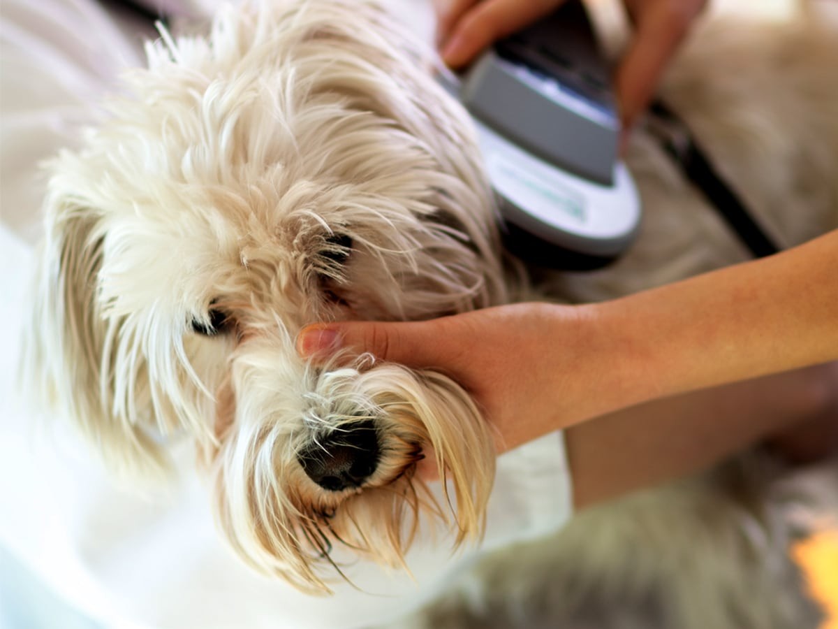 Discover the Power of Microchipping Your Dog: The Ultimate Guide - Why it is crucial to register your dog's microchip