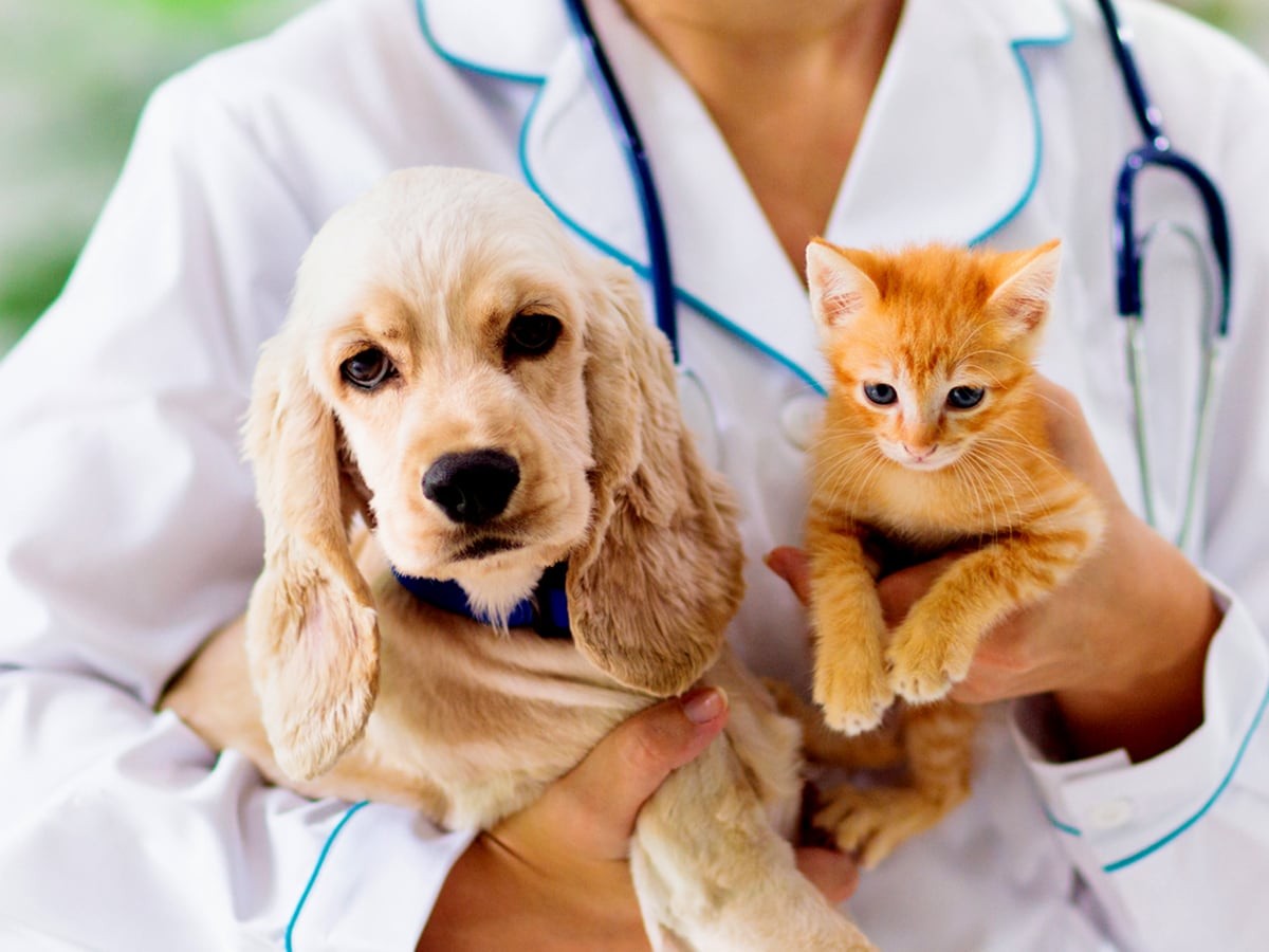 Pet Vaccinations Why Dogs Cats Should Be Vaccinated Spot   Why Preventative And Welness Is Important 