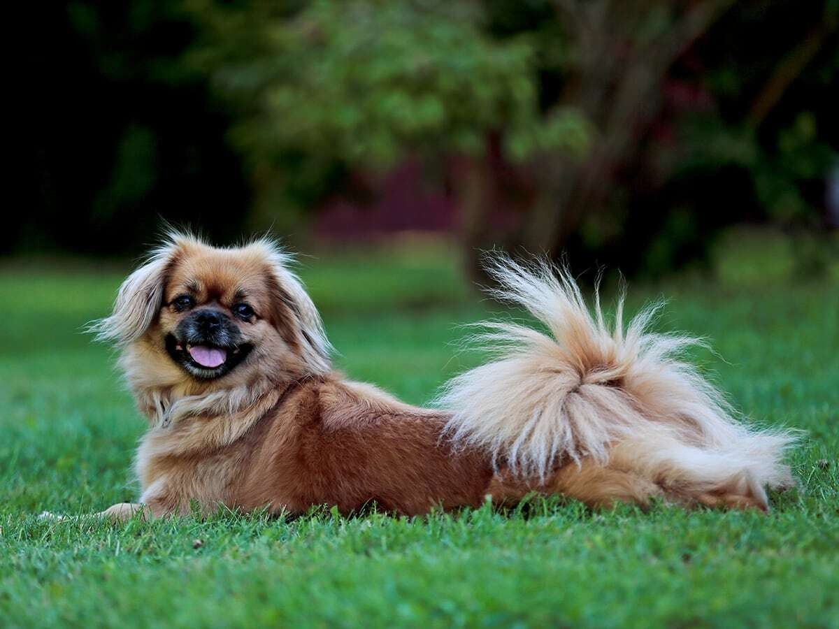 Tibetan Spaniel - Dog Breed Guide