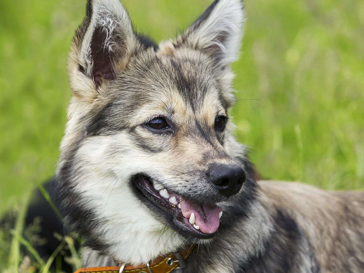 Swedish Vallhund - Dog Breed Guide | Spot®
