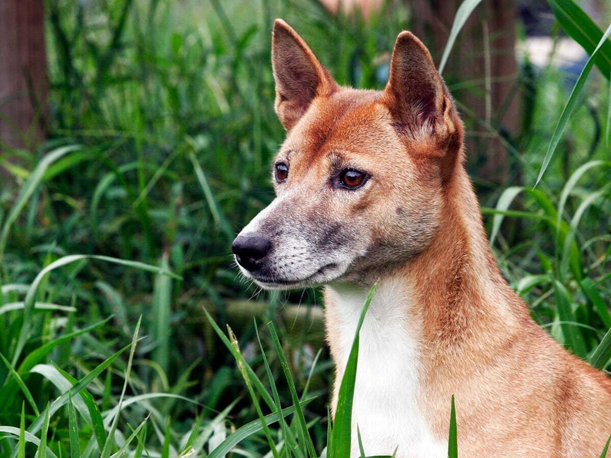 can a new guinea singing dog eat slim jim